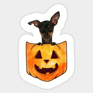 Miniature Pinscher Dog In Pumpkin Pocket Halloween Sticker